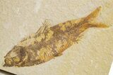 Shale With Five Fossil Fish (Knightia) - Wyoming #320383-2